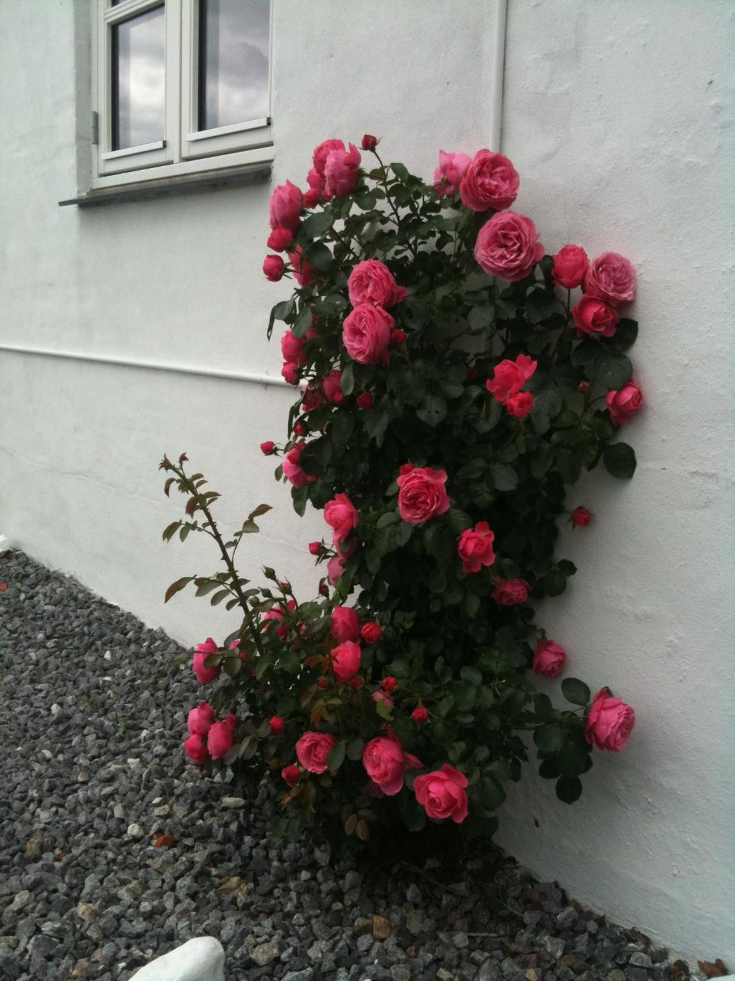 בורקופ Vejle Golf Apartments מראה חיצוני תמונה